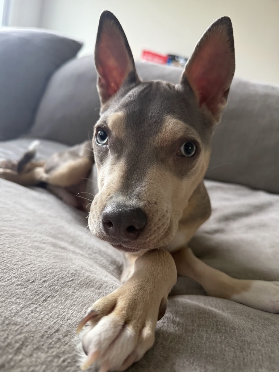 Orbit — Wags and Walks